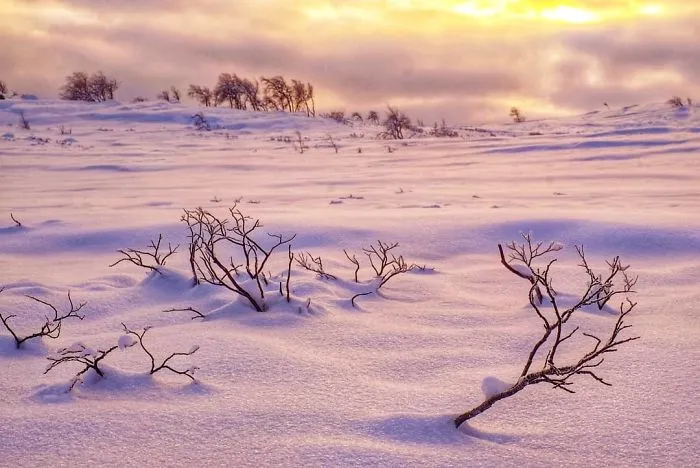 I Captured The Beautiful Winter In The Northern Part Of Sweden