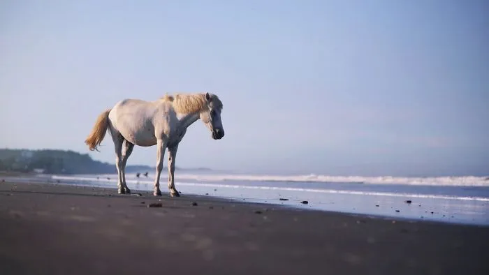Horse On A Sea Beach, Cox's Bazar, Bangladesh