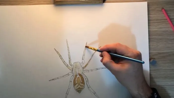 A Drawing With Coffee/3D Spider