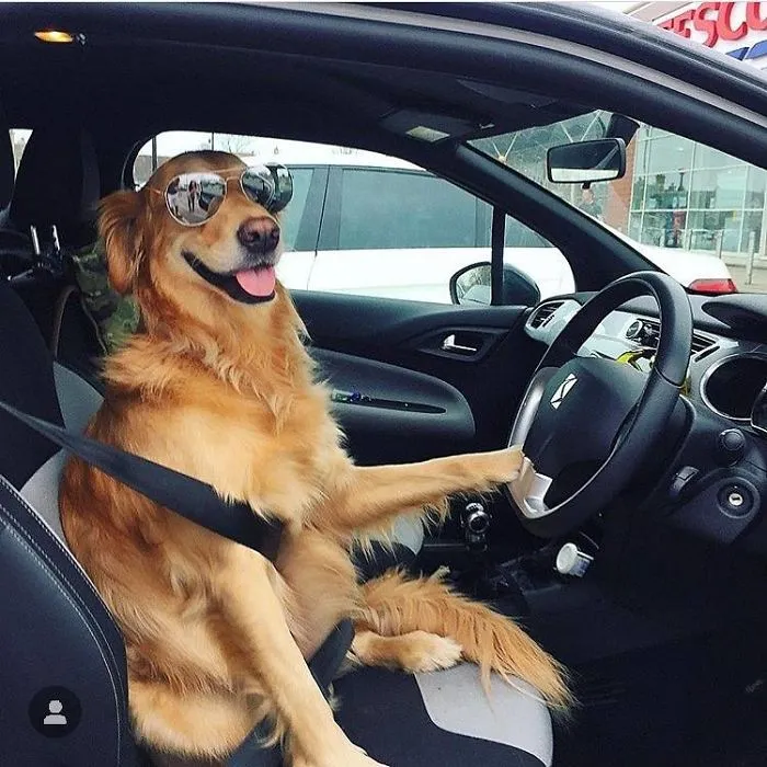 Estoy un poco obsesionada con mi perro, pero no me arrepiento en ningún momento (22 fotos)
