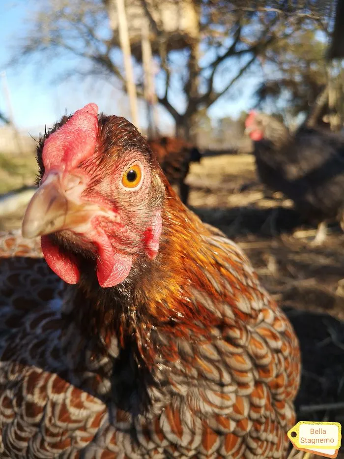 My Everyday Life With Crazy Chickens.