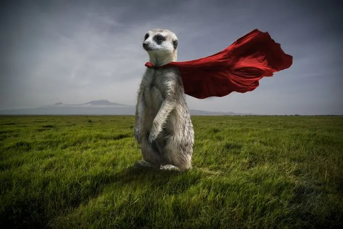 Artist Uses Digital Manipulation To Show How Animals Act When People Are Not Watching (30 Pics)