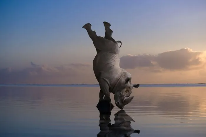 Artist Uses Digital Manipulation To Show How Animals Act When People Are Not Watching (30 Pics)