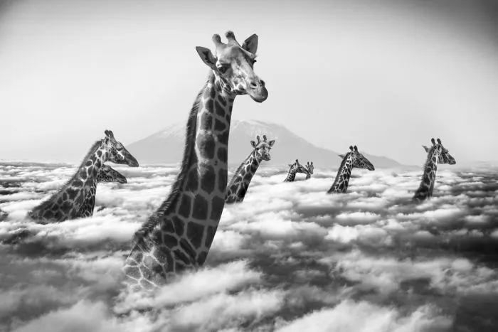 Artist Uses Digital Manipulation To Show How Animals Act When People Are Not Watching (30 Pics)