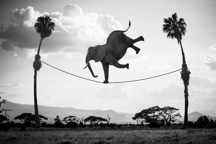 Artist Uses Digital Manipulation To Show How Animals Act When People Are Not Watching (30 Pics)