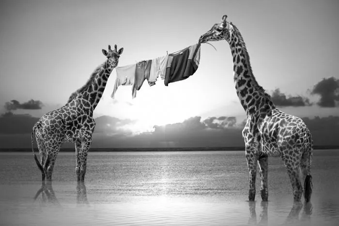 Artist Uses Digital Manipulation To Show How Animals Act When People Are Not Watching (30 Pics)