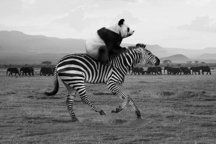 Artist Uses Digital Manipulation To Show How Animals Act When People Are Not Watching (30 Pics)