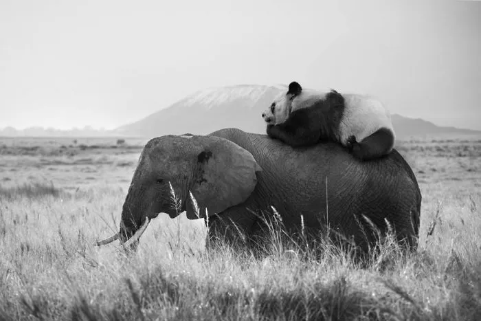 Artist Uses Digital Manipulation To Show How Animals Act When People Are Not Watching (30 Pics)