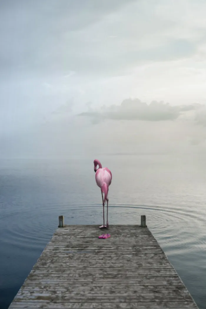 Artist Uses Digital Manipulation To Show How Animals Act When People Are Not Watching (30 Pics)