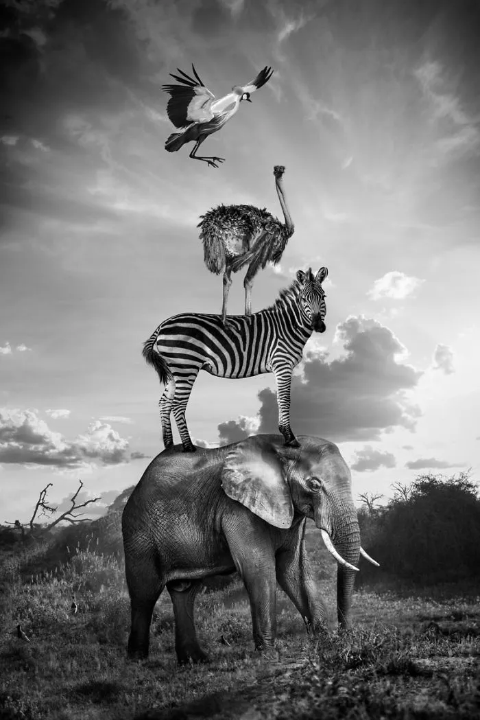 Artist Uses Digital Manipulation To Show How Animals Act When People Are Not Watching (30 Pics)