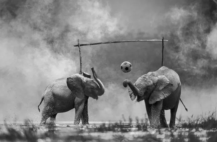 Artist Uses Digital Manipulation To Show How Animals Act When People Are Not Watching (30 Pics)