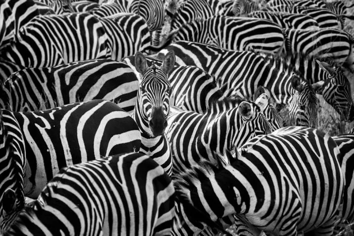 Artist Uses Digital Manipulation To Show How Animals Act When People Are Not Watching (30 Pics)