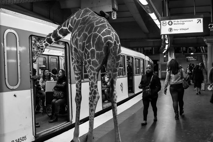 Artist Uses Digital Manipulation To Show How Animals Act When People Are Not Watching (30 Pics)
