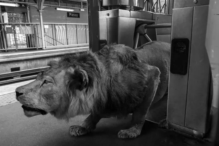 Artist Uses Digital Manipulation To Show How Animals Act When People Are Not Watching (30 Pics)