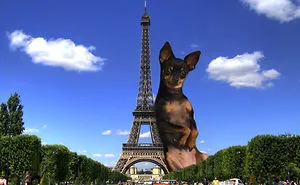 Trolling My Little Doggie Gaga