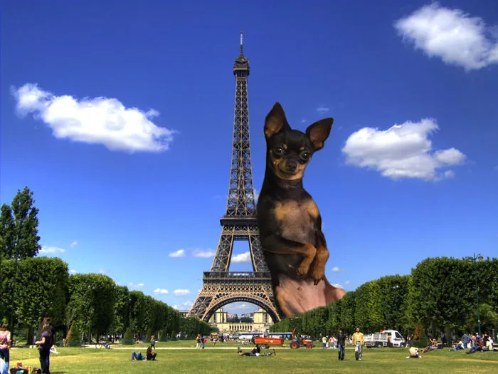 Trolling My Little Doggie Gaga