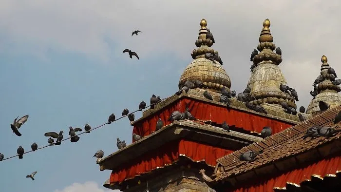 Pigeons In Kathmandu, Nepal