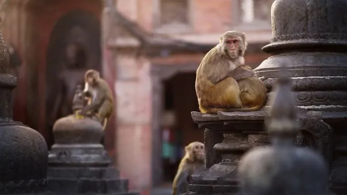Monkeys In Kathmandu, Nepal