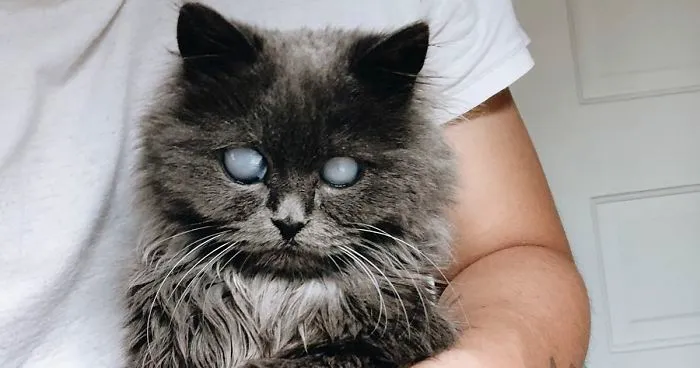 Meet Merlin, The Water-Bottle-Sized 2-Year-Old Kitty That Is Taking Over Twitter Because Of His Pure Beauty