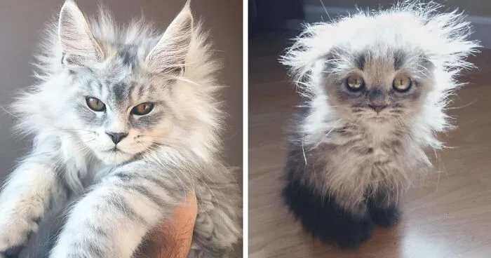 50 Cute Maine Coon Kittens That Are Actually Giants Waiting To Grow Up