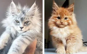 50 Cute Maine Coon Kittens That Are Actually Giants Waiting To Grow Up