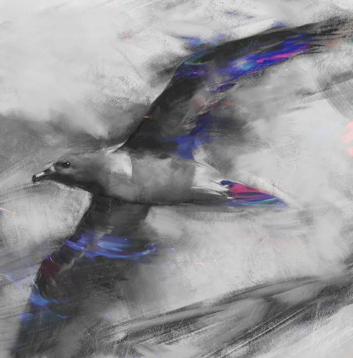 Beck's Petrel
