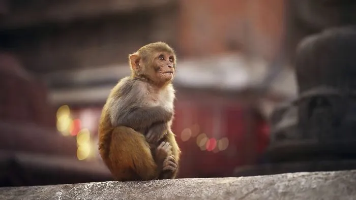 Monkey In A Temple, Kathmandu, Nepal