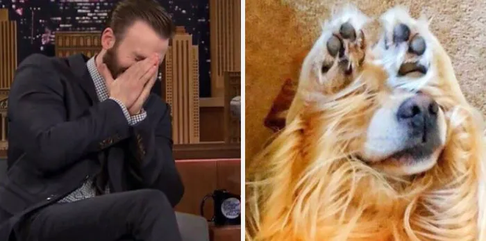 This Twitter Account Is On A Mission To Prove That Chris Evans Is A Golden Retriever, And Already Has 55K Supporters