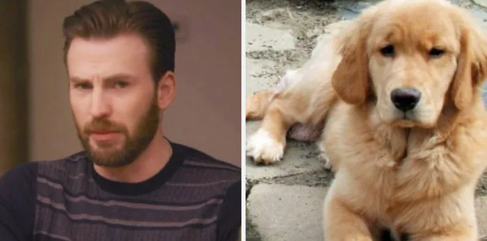 This Twitter Account Is On A Mission To Prove That Chris Evans Is A Golden Retriever, And Already Has 55K Supporters
