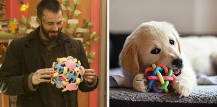 This Twitter Account Is On A Mission To Prove That Chris Evans Is A Golden Retriever, And Already Has 55K Supporters
