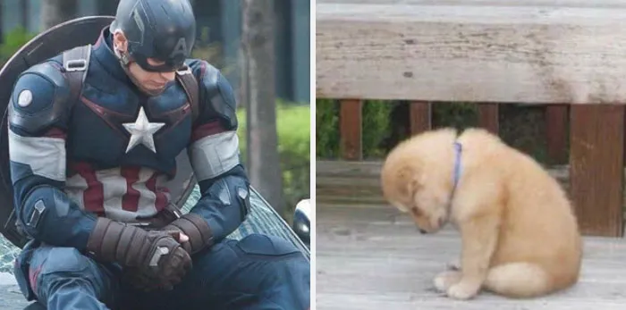 This Twitter Account Is On A Mission To Prove That Chris Evans Is A Golden Retriever, And Already Has 55K Supporters