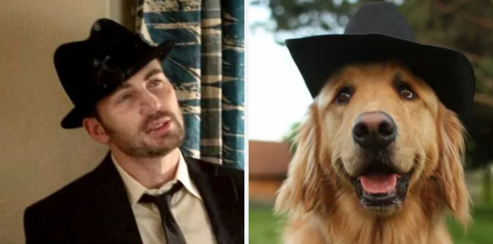 This Twitter Account Is On A Mission To Prove That Chris Evans Is A Golden Retriever, And Already Has 55K Supporters