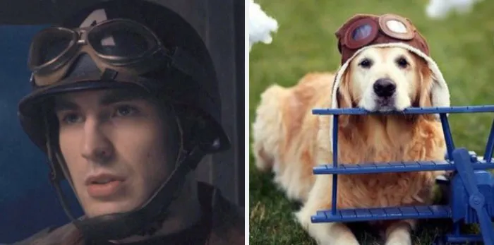 This Twitter Account Is On A Mission To Prove That Chris Evans Is A Golden Retriever, And Already Has 55K Supporters