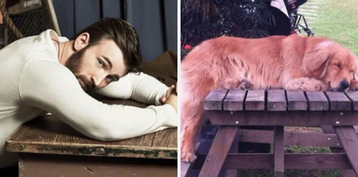 This Twitter Account Is On A Mission To Prove That Chris Evans Is A Golden Retriever, And Already Has 55K Supporters