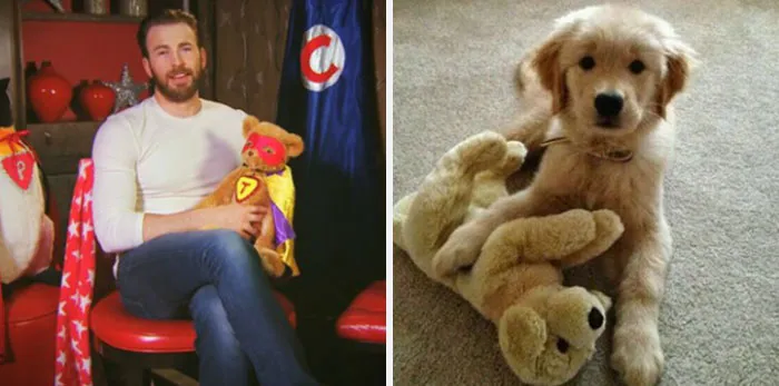 This Twitter Account Is On A Mission To Prove That Chris Evans Is A Golden Retriever, And Already Has 55K Supporters