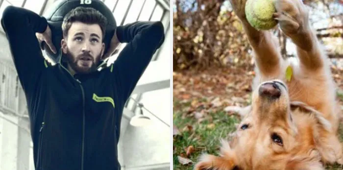 This Twitter Account Is On A Mission To Prove That Chris Evans Is A Golden Retriever, And Already Has 55K Supporters