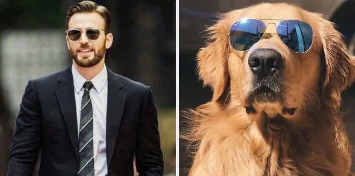 This Twitter Account Is On A Mission To Prove That Chris Evans Is A Golden Retriever, And Already Has 55K Supporters