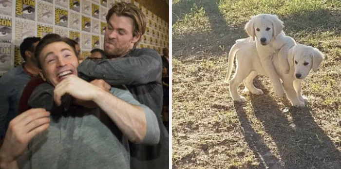 This Twitter Account Is On A Mission To Prove That Chris Evans Is A Golden Retriever, And Already Has 55K Supporters