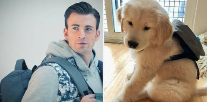 This Twitter Account Is On A Mission To Prove That Chris Evans Is A Golden Retriever, And Already Has 55K Supporters
