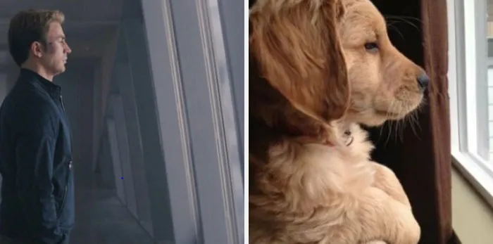 This Twitter Account Is On A Mission To Prove That Chris Evans Is A Golden Retriever, And Already Has 55K Supporters