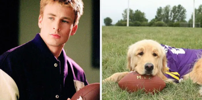 This Twitter Account Is On A Mission To Prove That Chris Evans Is A Golden Retriever, And Already Has 55K Supporters