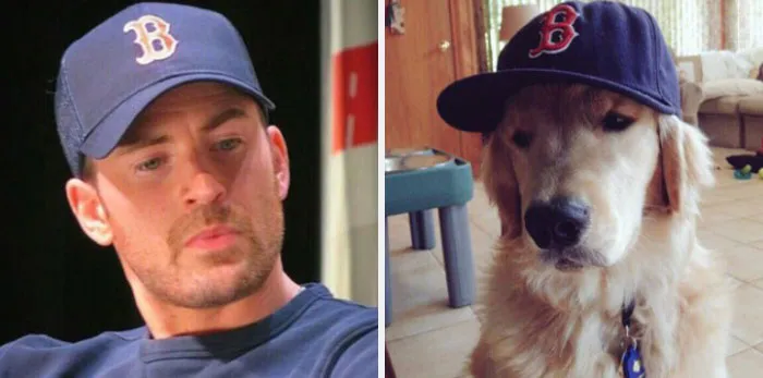 This Twitter Account Is On A Mission To Prove That Chris Evans Is A Golden Retriever, And Already Has 55K Supporters