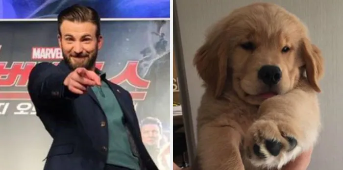 This Twitter Account Is On A Mission To Prove That Chris Evans Is A Golden Retriever, And Already Has 55K Supporters