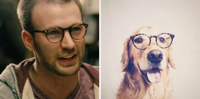 This Twitter Account Is On A Mission To Prove That Chris Evans Is A Golden Retriever, And Already Has 55K Supporters