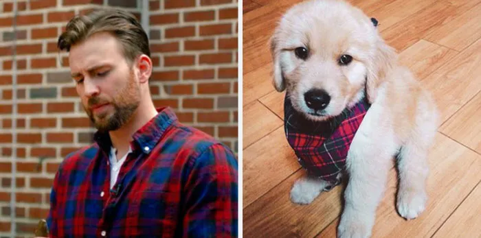 This Twitter Account Is On A Mission To Prove That Chris Evans Is A Golden Retriever, And Already Has 55K Supporters