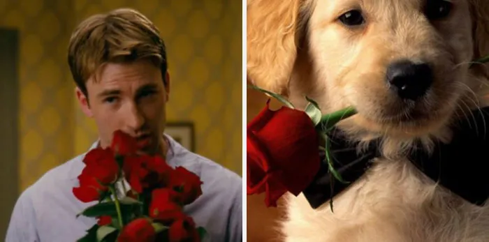 This Twitter Account Is On A Mission To Prove That Chris Evans Is A Golden Retriever, And Already Has 55K Supporters