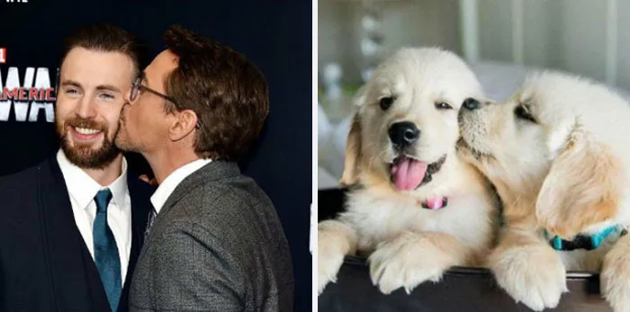 This Twitter Account Is On A Mission To Prove That Chris Evans Is A Golden Retriever, And Already Has 55K Supporters