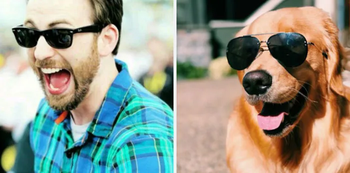 This Twitter Account Is On A Mission To Prove That Chris Evans Is A Golden Retriever, And Already Has 55K Supporters