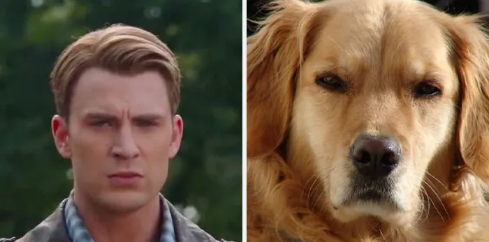 This Twitter Account Is On A Mission To Prove That Chris Evans Is A Golden Retriever, And Already Has 55K Supporters