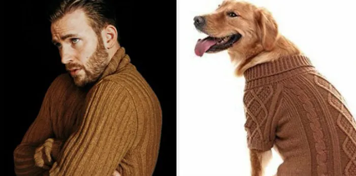 This Twitter Account Is On A Mission To Prove That Chris Evans Is A Golden Retriever, And Already Has 55K Supporters